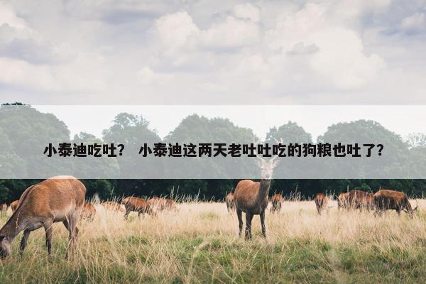 小泰迪吃吐？ 小泰迪这两天老吐吐吃的狗粮也吐了？
