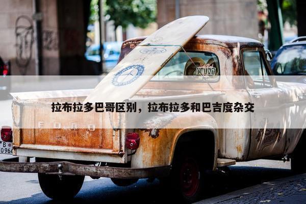 拉布拉多巴哥区别，拉布拉多和巴吉度杂交