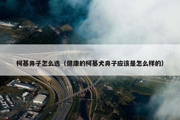 柯基鼻子怎么选（健康的柯基犬鼻子应该是怎么样的）