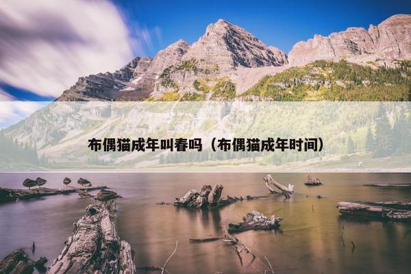 布偶猫成年叫春吗（布偶猫成年时间）