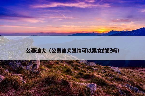 公泰迪犬（公泰迪犬发情可以跟女的配吗）