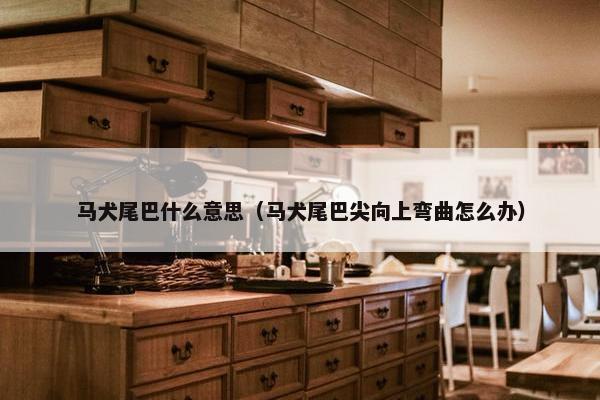 马犬尾巴什么意思（马犬尾巴尖向上弯曲怎么办）