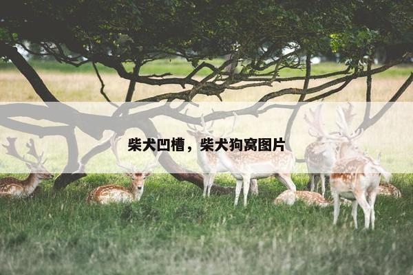 柴犬凹槽，柴犬狗窝图片