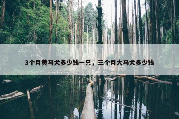 3个月黄马犬多少钱一只，三个月大马犬多少钱