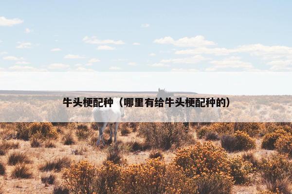 牛头梗配种（哪里有给牛头梗配种的）