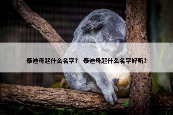 泰迪母起什么名字？ 泰迪母起什么名字好听？