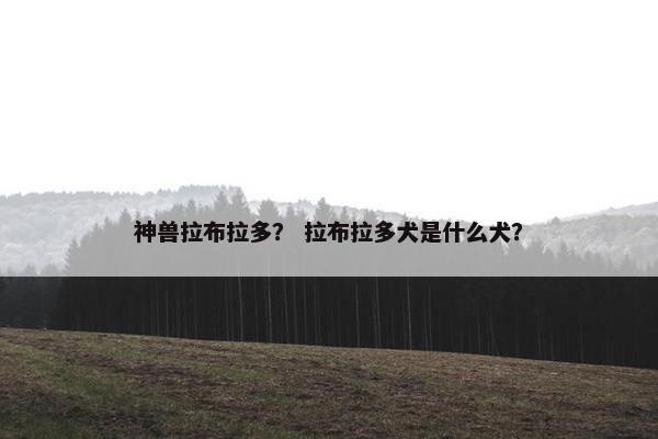 神兽拉布拉多？ 拉布拉多犬是什么犬？