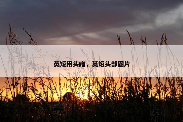 英短用头蹭，英短头部图片