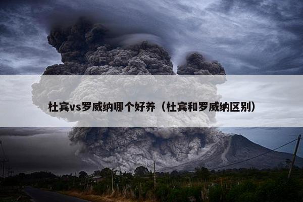 杜宾vs罗威纳哪个好养（杜宾和罗威纳区别）