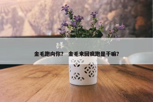 金毛跑向你？ 金毛来回疯跑是干嘛？