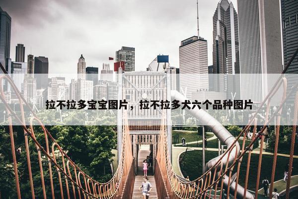 拉不拉多宝宝图片，拉不拉多犬六个品种图片