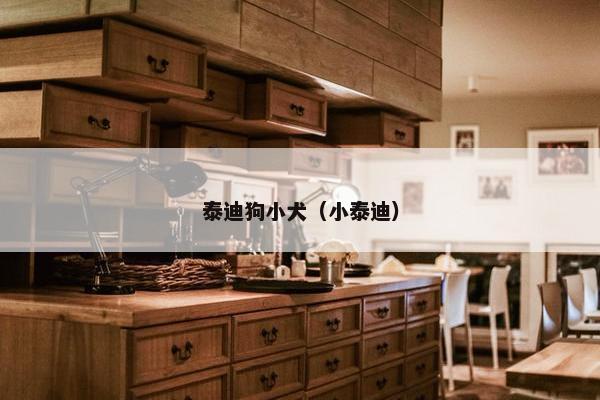 泰迪狗小犬（小泰迪）