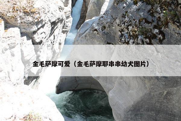 金毛萨摩可爱（金毛萨摩耶串串幼犬图片）