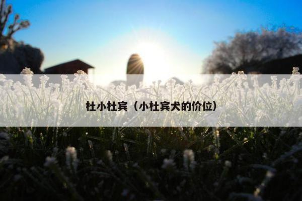 杜小杜宾（小杜宾犬的价位）