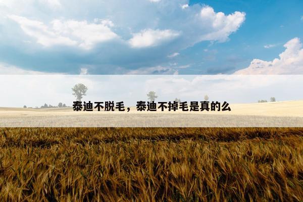 泰迪不脱毛，泰迪不掉毛是真的么