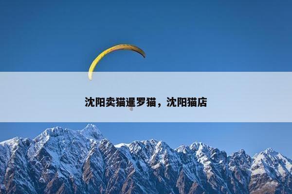 沈阳卖猫暹罗猫，沈阳猫店
