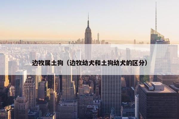 边牧属土狗（边牧幼犬和土狗幼犬的区分）