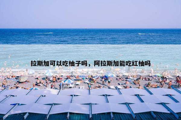 拉斯加可以吃柚子吗，阿拉斯加能吃红柚吗