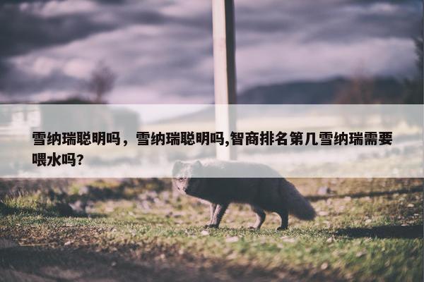 雪纳瑞聪明吗，雪纳瑞聪明吗,智商排名第几雪纳瑞需要喂水吗?