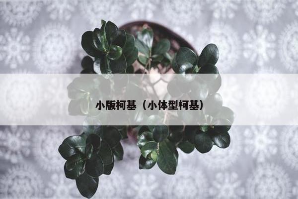 小版柯基（小体型柯基）