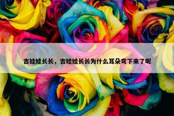 吉娃娃长长，吉娃娃长长为什么耳朵弯下来了呢