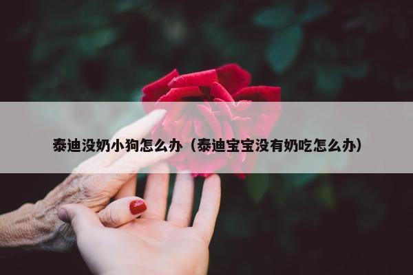 泰迪没奶小狗怎么办（泰迪宝宝没有奶吃怎么办）