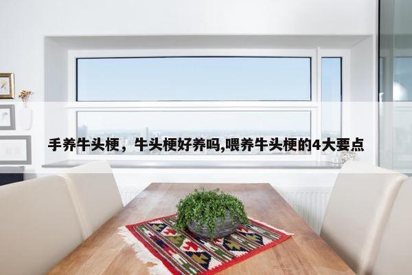 手养牛头梗，牛头梗好养吗,喂养牛头梗的4大要点