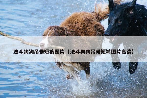法斗狗狗吊带短裤图片（法斗狗狗吊带短裤图片高清）