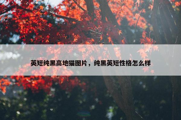 英短纯黑高地猫图片，纯黑英短性格怎么样