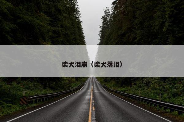 柴犬泪崩（柴犬落泪）
