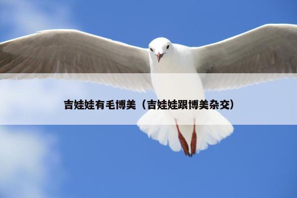 吉娃娃有毛博美（吉娃娃跟博美杂交）