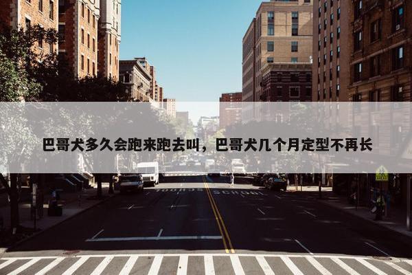 巴哥犬多久会跑来跑去叫，巴哥犬几个月定型不再长
