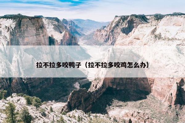 拉不拉多咬鸭子（拉不拉多咬鸡怎么办）