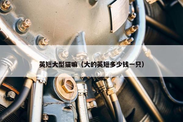 英短大型猫嘛（大的英短多少钱一只）