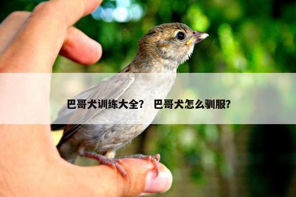 巴哥犬训练大全？ 巴哥犬怎么驯服？