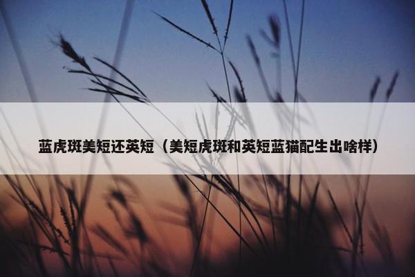 蓝虎斑美短还英短（美短虎斑和英短蓝猫配生出啥样）