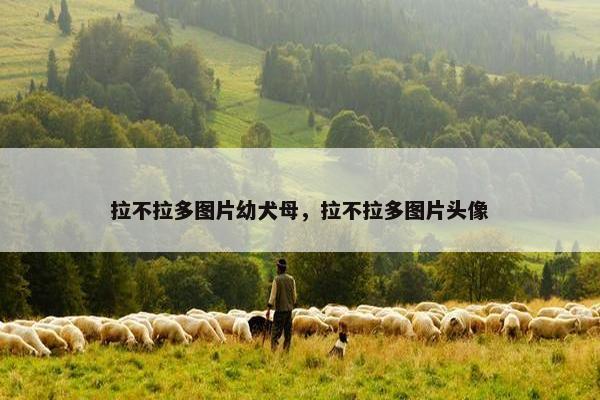 拉不拉多图片幼犬母，拉不拉多图片头像