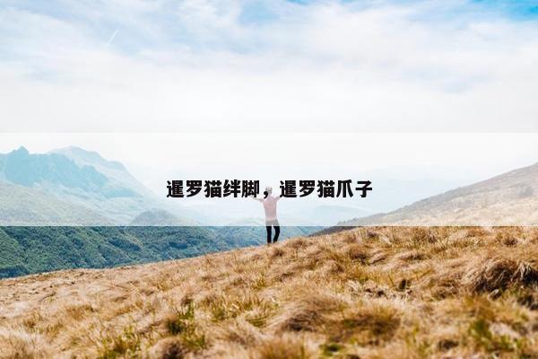 暹罗猫绊脚，暹罗猫爪子