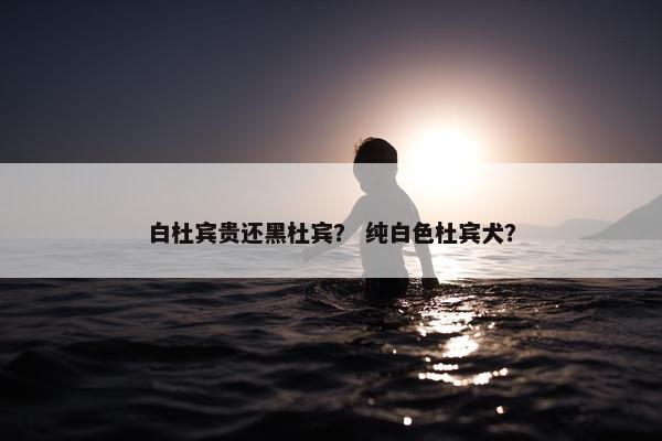 白杜宾贵还黑杜宾？ 纯白色杜宾犬？