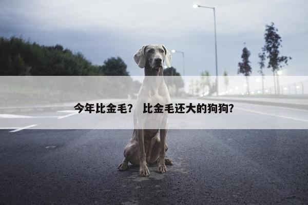 今年比金毛？ 比金毛还大的狗狗？