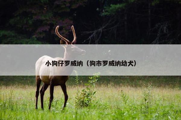 小狗仔罗威纳（狗市罗威纳幼犬）