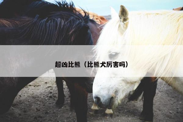 超凶比熊（比熊犬厉害吗）