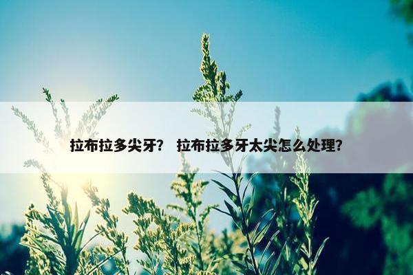 拉布拉多尖牙？ 拉布拉多牙太尖怎么处理？