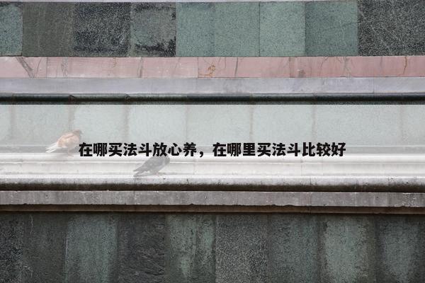 在哪买法斗放心养，在哪里买法斗比较好