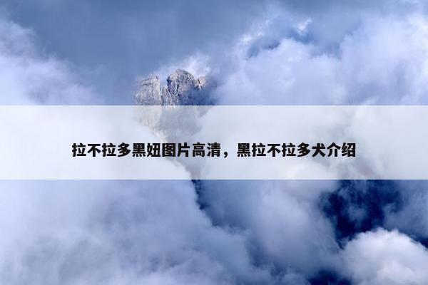 拉不拉多黑妞图片高清，黑拉不拉多犬介绍