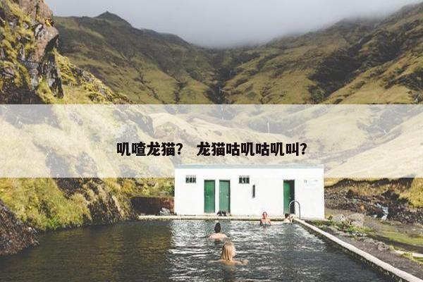叽喳龙猫？ 龙猫咕叽咕叽叫？