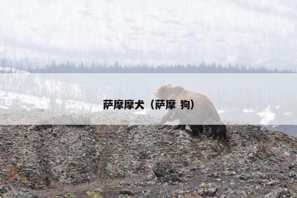 萨摩摩犬（萨摩 狗）