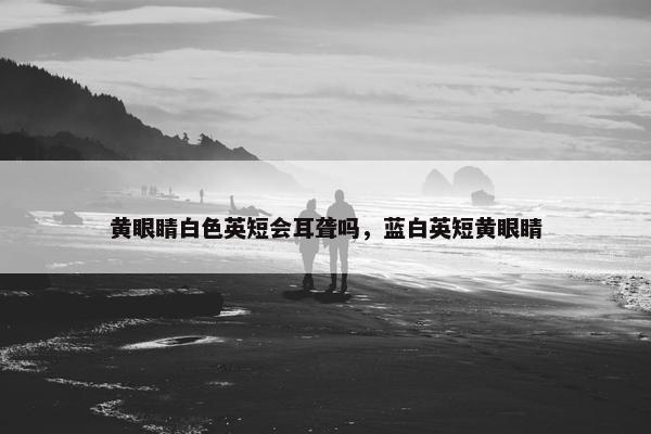 黄眼睛白色英短会耳聋吗，蓝白英短黄眼睛