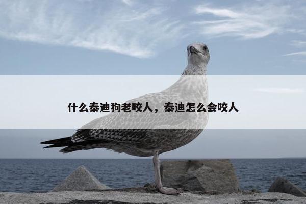 什么泰迪狗老咬人，泰迪怎么会咬人
