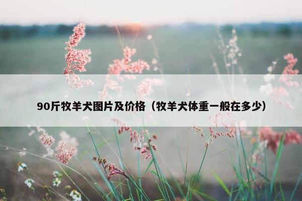 90斤牧羊犬图片及价格（牧羊犬体重一般在多少）